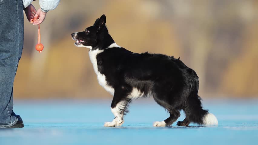 Black and white Border Collie enjoys running and sliding on a frozen winter lake