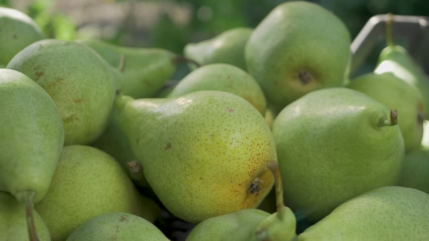 Green yellow pears are piled in a crate, with each fruit displaying a unique ripeness. The crate is placed in the garden, and the pears shine under the natural light. Harvest concept