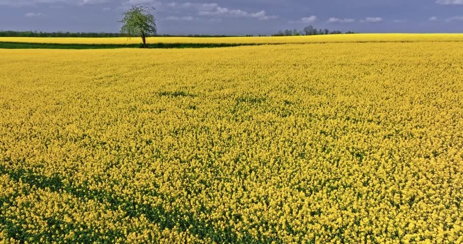 Aerial view of agriculture. Rape field and lonely tree in summer in countryside.