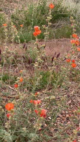 Vibrant Orange Wildflowers Surrounding Marble Canyon 