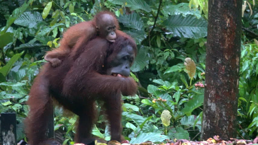 Mother orangutan with mouth stuffed full of sweet potatoes. Baby holds onto her back.