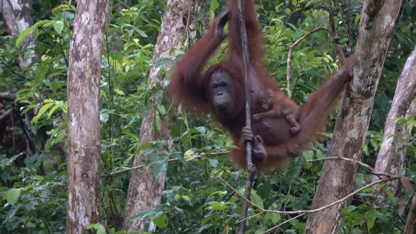 Wild orangutan with baby in Borneo.