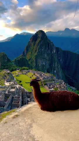Llama Sitting Peacefully in Front of Machu Picchu Ruins at Sunset