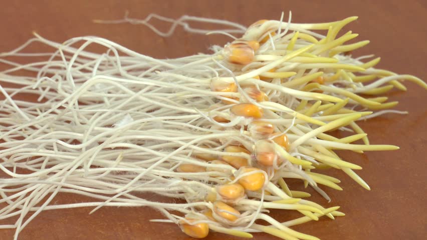 Sprouting corn seeds. Sprouted corn sprouts in a jar on a brown table background. research of plants in the laboratory
 - Powered by Shutterstock - Get 15% off with code: PIKWIZARD15