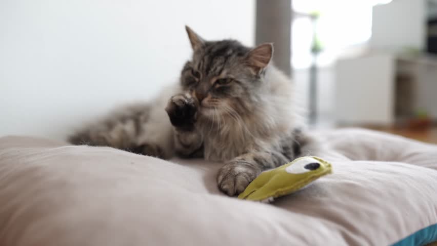 fluffy purebred cat washes on soft pillow, in home interior, favorite toy lies on pillow next to it
