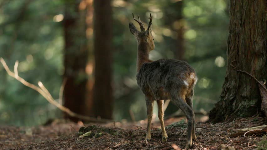 Static roe deer licks its coat as it stands in redwood forest, telephoto