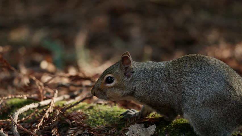 Closeup slomo of cute grey squirrel foraging among leaf litter of forest floor