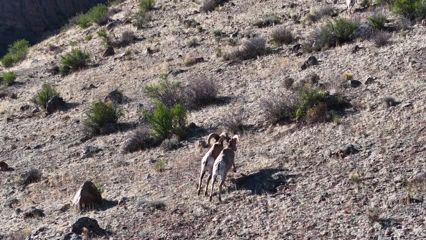 A beautiful and cinematic 70mm aerial shot of a herd of bighorn sheep, including "Rams", running up the side of a steep incline in the Rock Mountains, near the infamous town of Creede, Colorado.