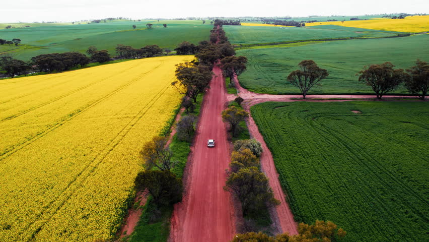 Aerial view of a car drives along a dirt road, surrounded by lush green pastures and bright yellow fields in a scenic rural area.
