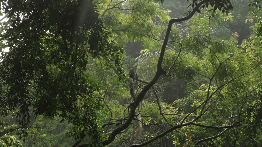 Bali monkey jungle rainforest primate wildlife forest Ubud Indonesia Southeast Asia