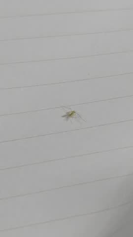 Close-up image of a small green non-biting midge (family Chironomidae) resting on a lined sheet of paper. The insect is clearly visible with its delicate wings, long antennae, and light green body. 