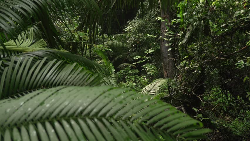 Jungle rainforest humid forest dense canopy green plants tree Bali Ubud Indonesia