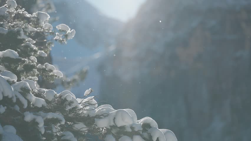 Shutterstock Video