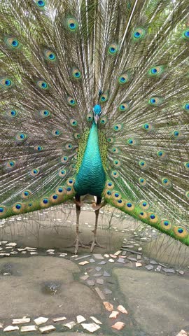 green peacock spreads its tail with magnificent green feathers