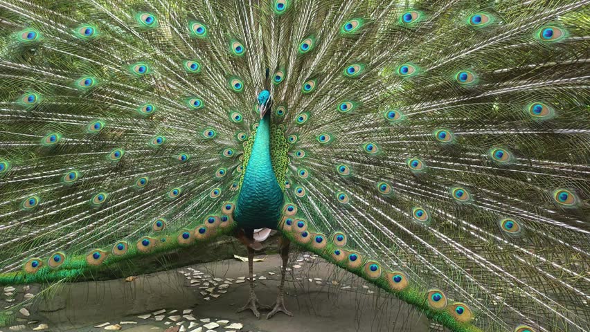 green peacock spreads its tail with magnificent green feathers