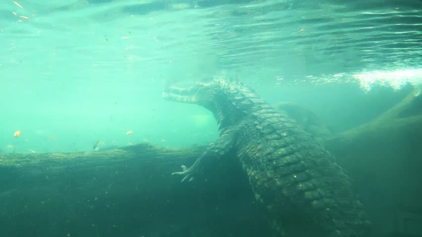 crocodile floating on the surface of the water