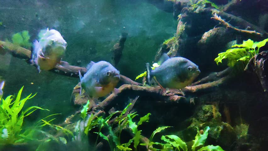 Pygocentrus piraya, often called piraya piranha or San Francisco piranha. Orange to yellow belly, silver eyes, and a fibrous, spiny adipose fin.