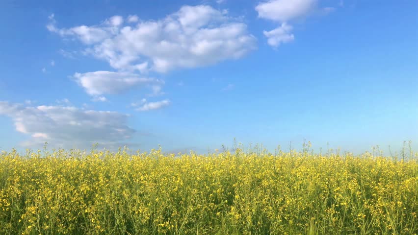 Yellow Flower Field Under Blue Sky