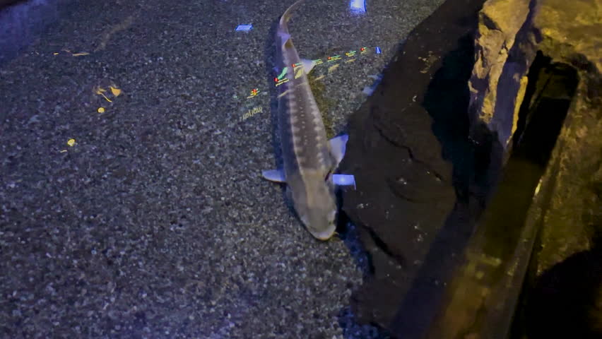 Majestic sturgeon fish gracefully swimming in a clear aquarium, showcasing its unique elongated body and ancient appearance. High quality 4k footage