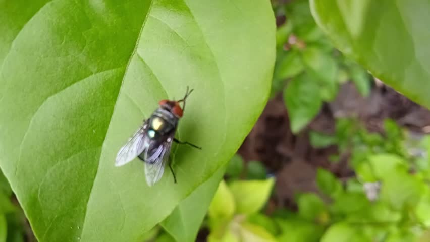 A fly is a small insect with two wings. A fly is insect of the family Muscidae. 