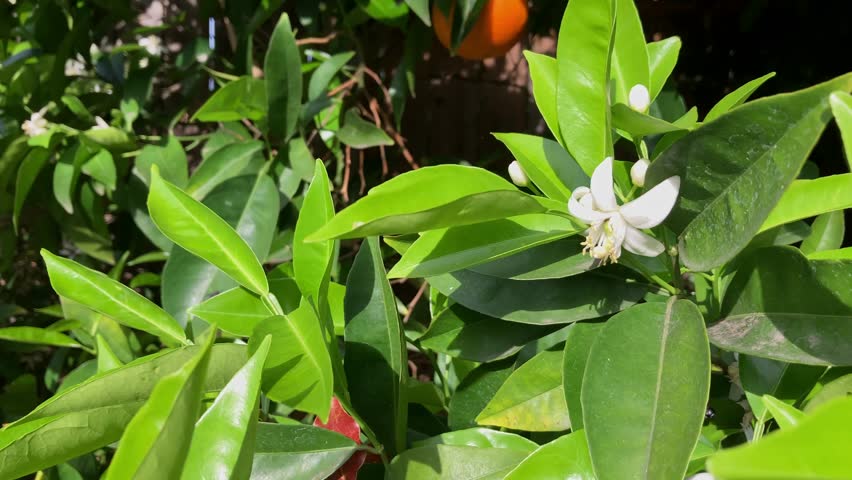 A closeup shot of the white orange blossom blooming on an orange tree in an orchard on a sunny day, with blurred background
