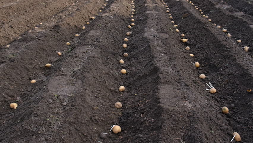 plant potatoes in the garden. Selective focus.