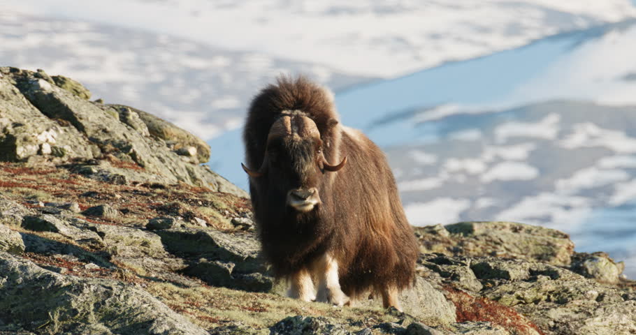 Musk oxen bull looking at camera with Dovre mountain in background