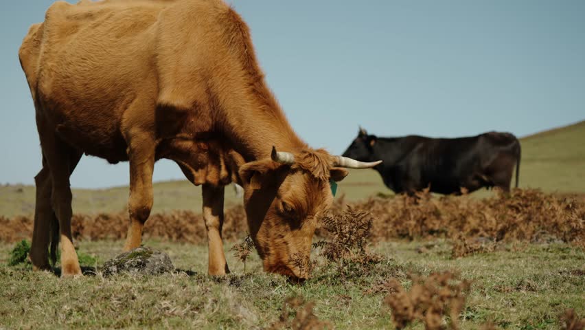 Brown cow grazes peacefully on dry pasture while black cow stands in background in the highlands of Madeira Portugal