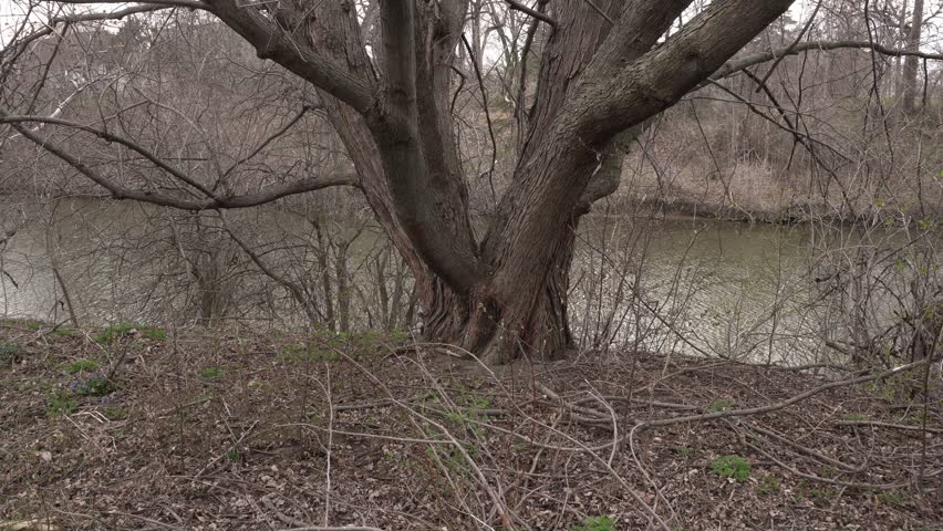 A massive tree trunk that is predominant in the middle with no leaves at the beginning of spring. Behind it, a river with plenty of vegetation on the other side of the bank.