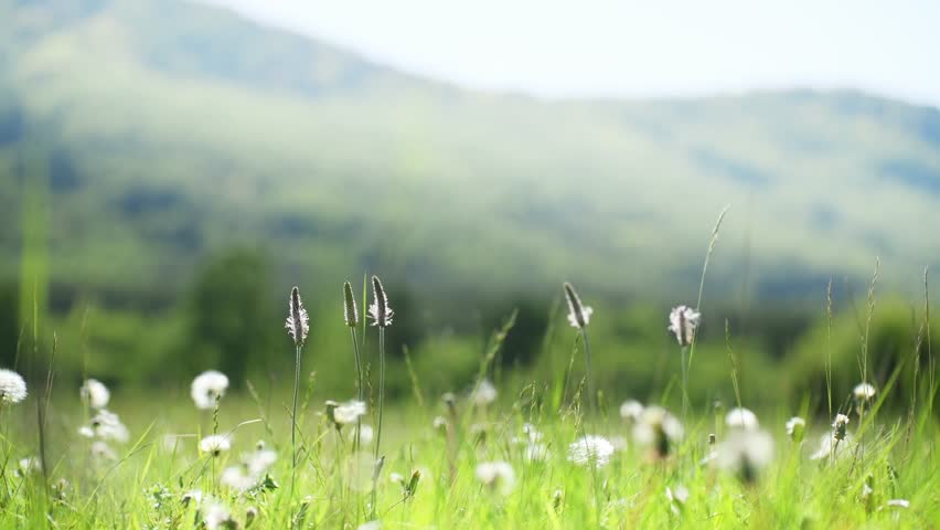 Wild green grass with flowers and dandelions in the mountains at sunset. Plants swaying in the light wind. Summer nature background. Selective focus
