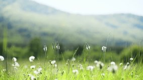 Wild green grass with flowers and dandelions in the mountains at sunset. Plants swaying in the light wind. Summer nature background. Selective focus
 - Powered by Shutterstock - Get 15% off with code: PIKWIZARD15