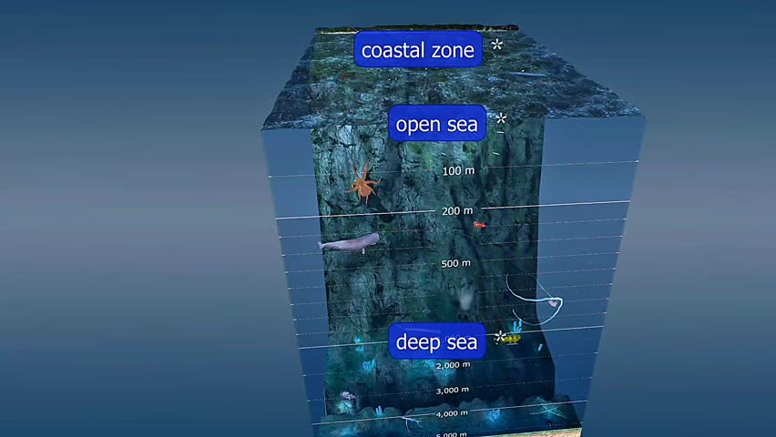 Marine life on coastal zone,open sea and deep sea