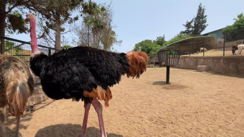Ostriches in zoos showcase their beauty and educate visitors on their species and conservation