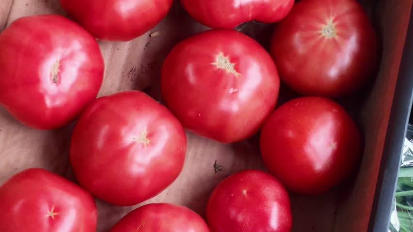 Ripe tomatoes of different varieties, yellow and red bell peppers lie in cardboard boxes on a market counter, background