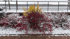 In the park overlooking the lake by the metal fence and tiled path, bright red berries ripen on ornamental cotoneaster bushes with yellow leaves. In winter, everything is covered with snow. Overcast - Powered by Shutterstock - Get 15% off with code: PIKWIZARD15