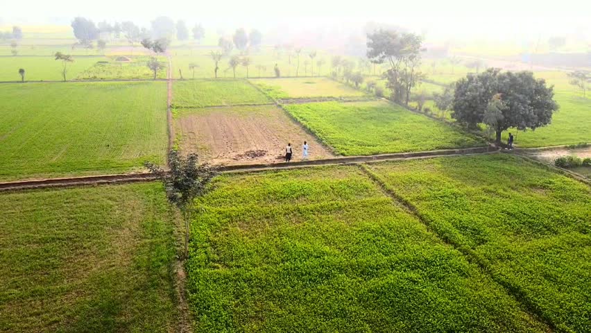 Aerial View of Rural Agricultural Landscape: Cultivated Green Fields and Fallow Plots with Scattered Trees.