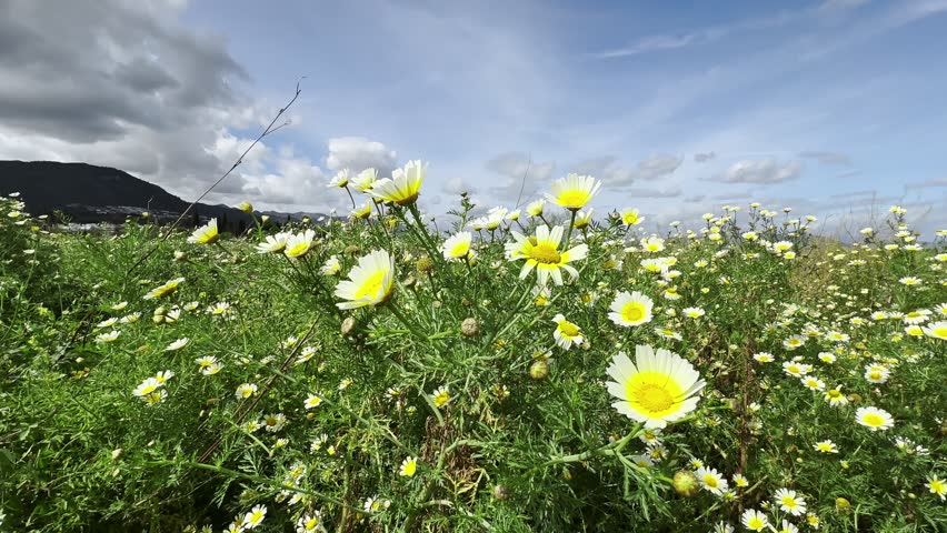 Daisies swaying gently in the wind on a New Zealand field. Peaceful scene of wildflowers, nature, and countryside tranquility.