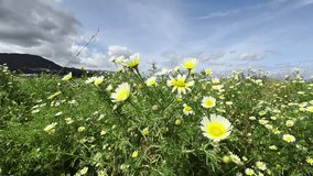 Daisies swaying gently in the wind on a New Zealand field. Peaceful scene of wildflowers, nature, and countryside tranquility. - Powered by Shutterstock - Get 15% off with code: PIKWIZARD15