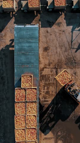 Forklift loaders unload large wooden boxes, full of freshly harvested apples, from tractor trailer and load them into truck for further transportation to warehouse or apple processing plant.