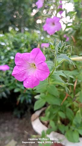 Natural Beauties Of Flower. Which is an inocent scenary of our nature.