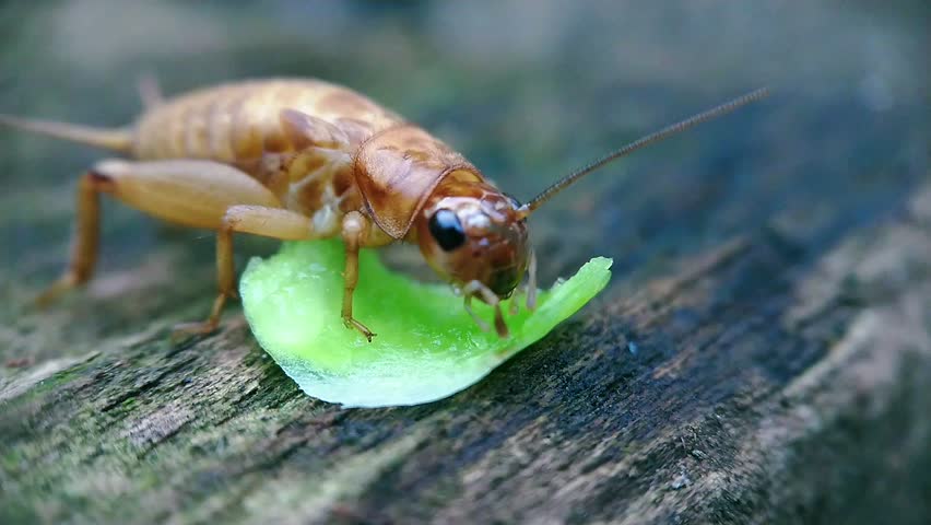 Close-up of a Two-spotted Cricket nymph (Gryllus bimaculatus) feeding on a green vegetable scrap on raw wood