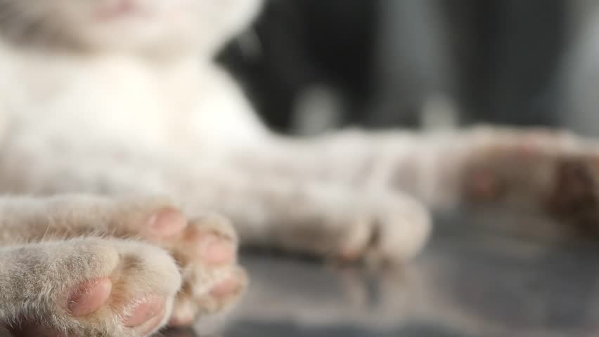 Cute photos of a cats paw show its features and textures from different angles