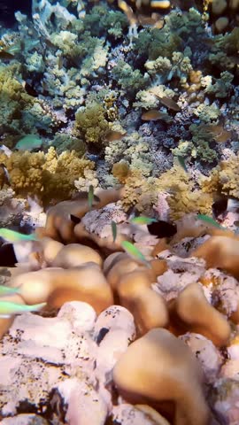 Underwater coral reef. close-up. Beautiful, colorful, underwater coral garden, in the sunlight, with many small, shiny, exotic fish. Marine life. sea world. coral garden paradise.
