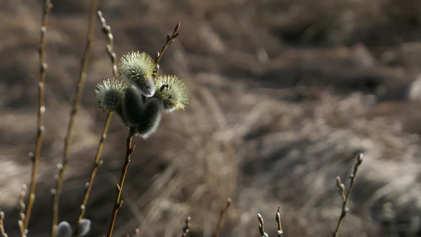 Insects flying in pussy willow branch in spring, close up, nature spring pollinator detail