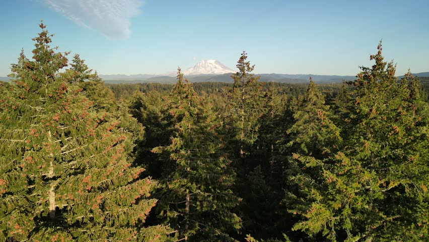 Cinematic drone view of Mount Rainier framed by tall evergreen trees in golden sunlight