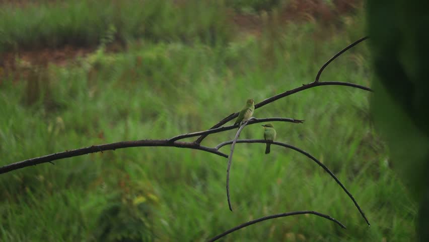 a beautiful sight of bee eater bird on tree branches 