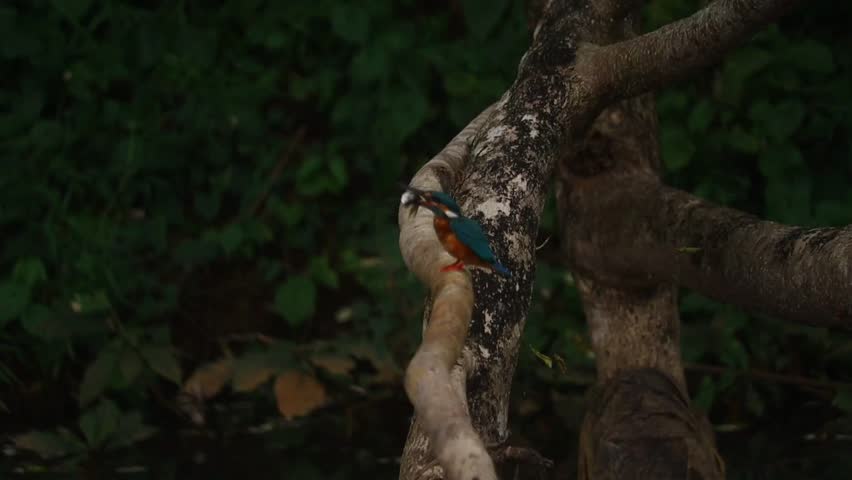 a beautiful video of kingfisher bird eating fish 