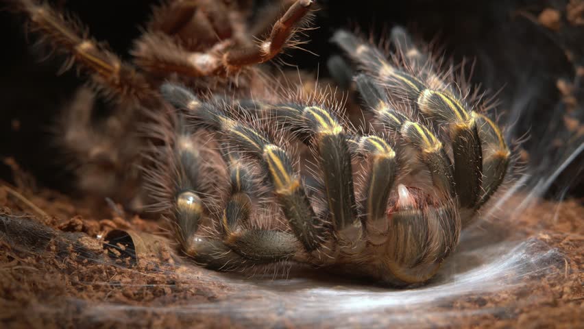 Grammostola pulchripes or commonly known as Chaco golden knee tarantula, stretches after molting.
