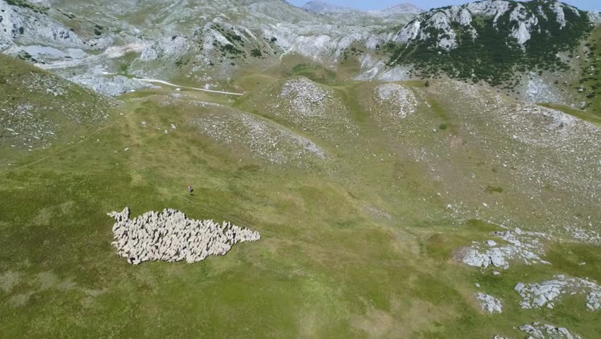 Aerial View of Mountain Pasture with Sheep Flock