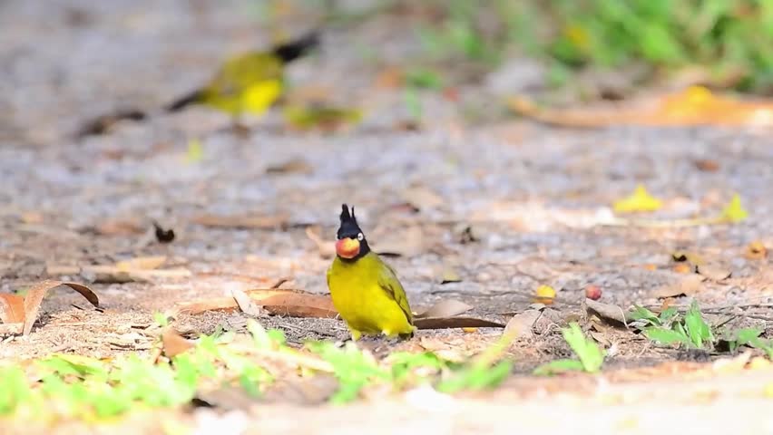 Two Black-crested Bulbul Birds Foraging on Ground